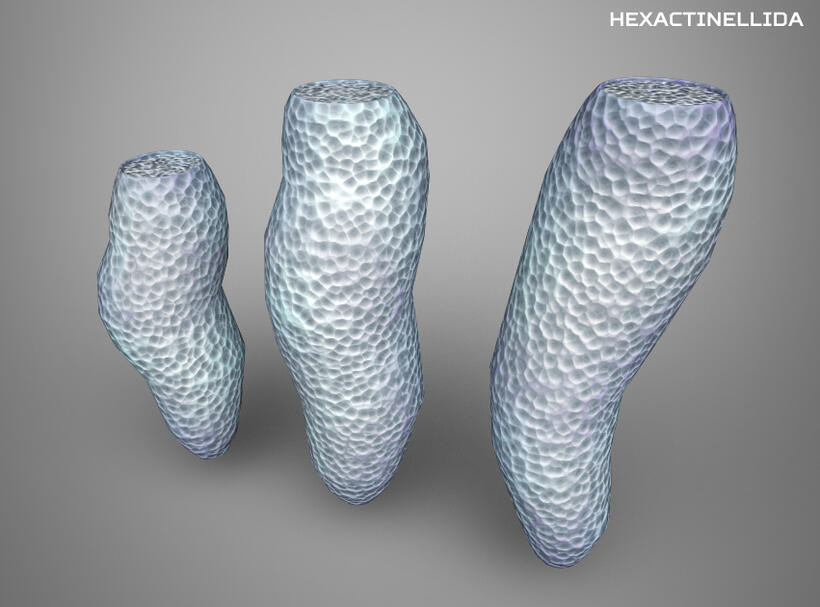 Hexactinellida - Ocean Exploration Trust Internship