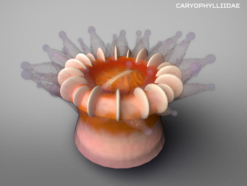 Caryophillidae - Ocean Exploration Trust Internship