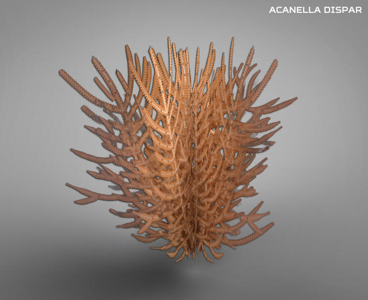 Acanella Dispar - Ocean Exploration Trust Internship