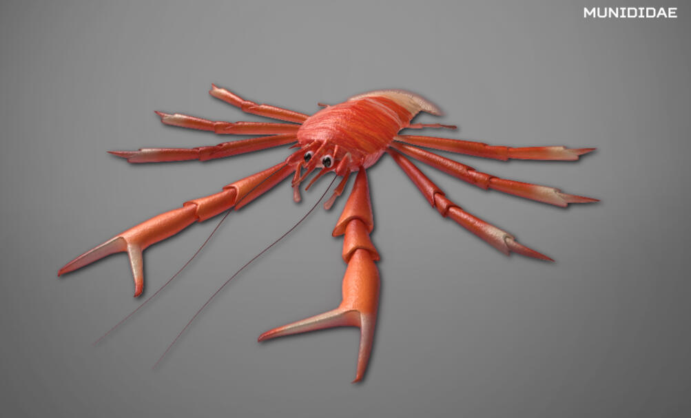 Munididae - Ocean Exploration Trust Internship